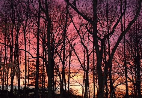 Free Images Landscape Tree Nature Forest Branch Winter Sky