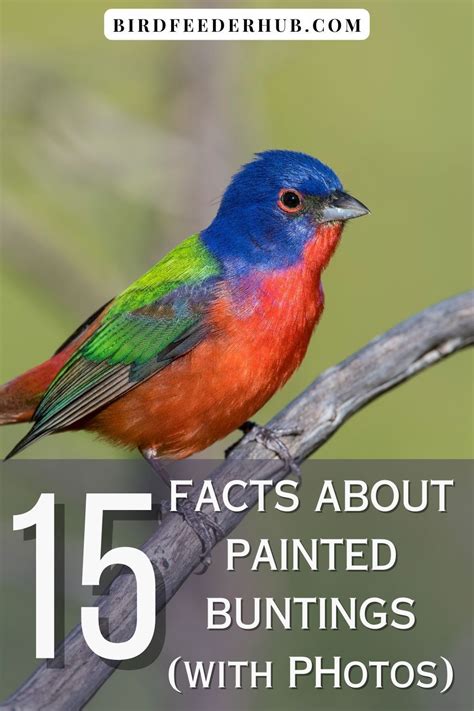 Facts About Painted Buntings With Photos Artofit