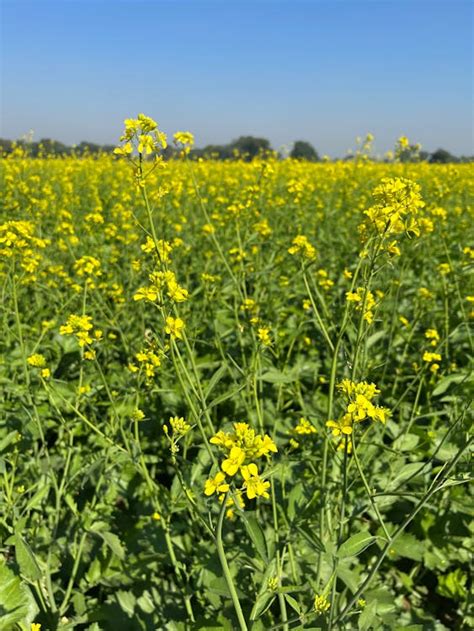 Rapeseed Flower Field · Free Stock Photo