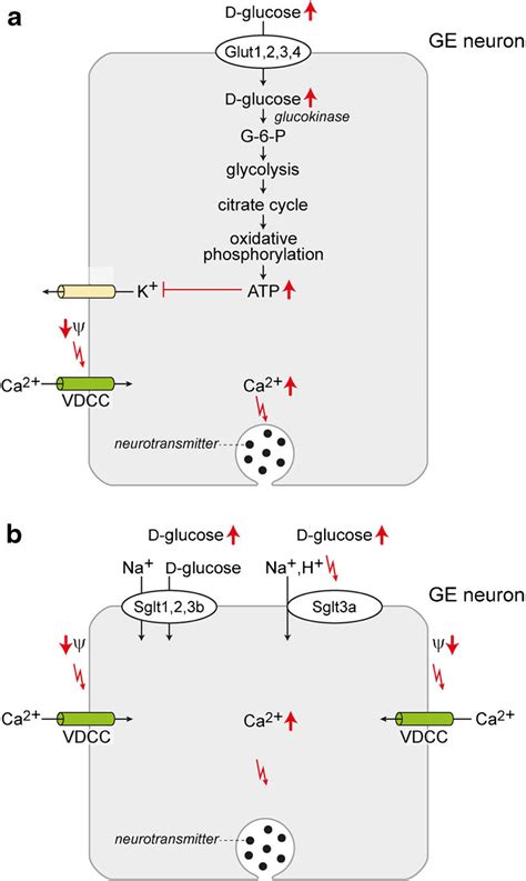 Involvement Of Glucose Transporters And A Glucose Sensor In Dglucose