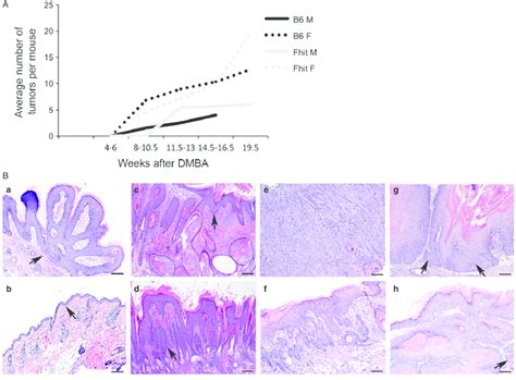 Timing Of Tumor Induction And Histopathology Of Dmbapma Induced Skin