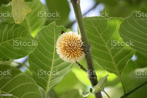 Burflowertree Or Kadamb Flower In India Stock Photo Download Image