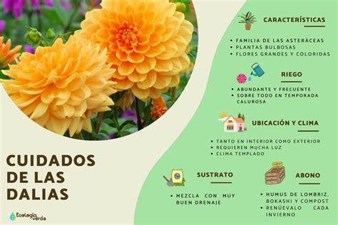 Todo Sobre La Floraci N De La Dalia Cu Nto Tiempo Duran Sus Flores