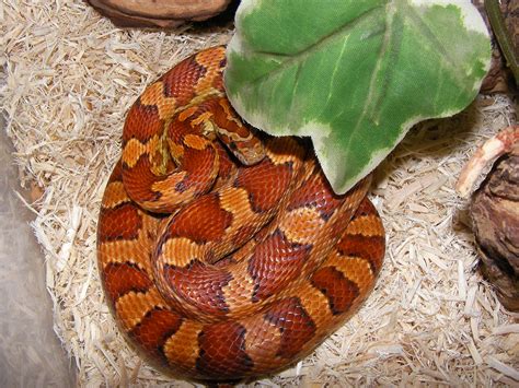 Full Grown Corn Snake