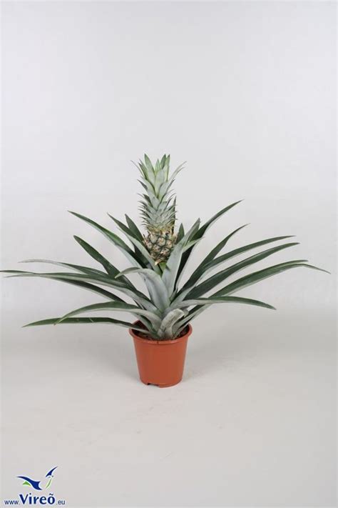 Ananas Champaca Plant Wholesale Floraccess