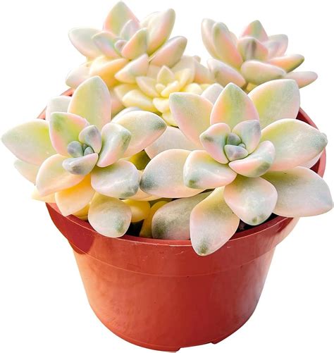 Rare Succulent Pachyphytum Apricot Beauty 4 Inch Live