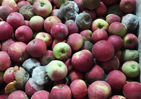 Keeping Organic Fruit Fresh Safe From Rot Foodborne Pathogens Studied