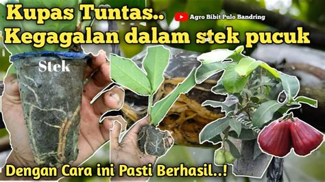 KUPAS TUNTAS KEGAGALAN DALAM STEK PUCUK JAMBU AIR YouTube