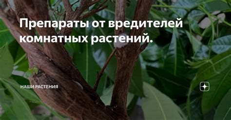Препараты от вредителей комнатных растений. | Наши растения | Дзен