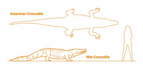 Nile Crocodile Crocodylus Niloticus Dimensions And Drawings