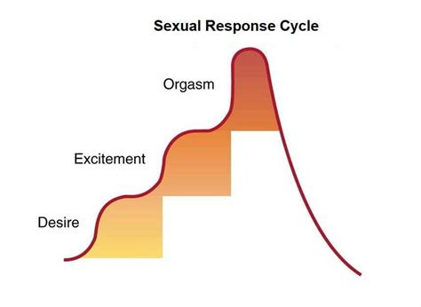 Sexual Response Cycle Everything You Need To Know Lifeline Daily