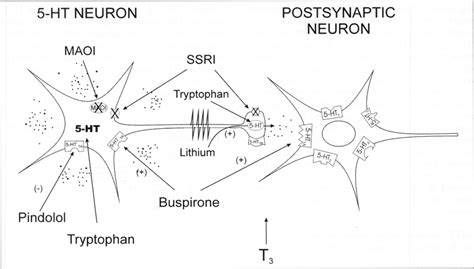 The Serotonin 5 Ht System Depicting Various Elements Controlling 5 Ht Download Scientific