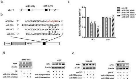 Full Article Mir 520g And Mir 520h Overcome Bortezomib Resistance In