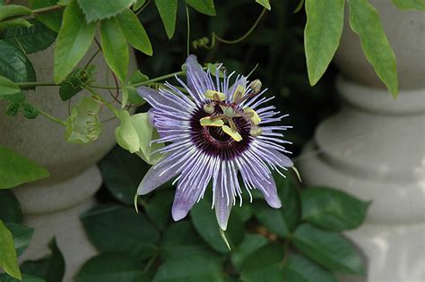 Blue Bouquet Passion Flower (Passiflora 'Blue Bouquet') in Denver ...