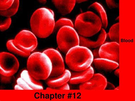 PPT - Blood PowerPoint Presentation, free download - ID:858913 