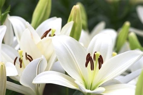 Les Plus Belles Fleurs Blanches Planter Dans Nos Jardins