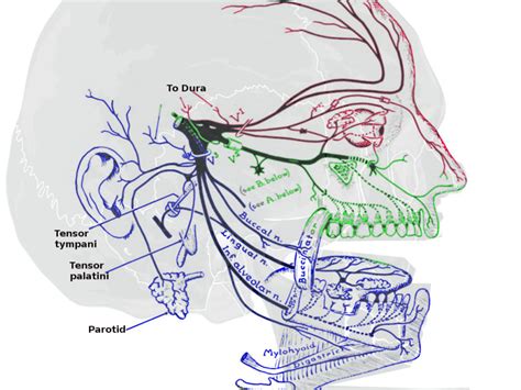 Trigeminal Nerve Pathway