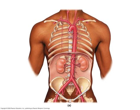 artery diagram 4 Diagram | Quizlet 