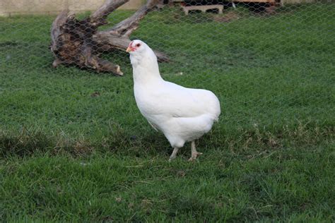 Araucana La Gallina De Los Huevos Azules Que No Tienen Menos Colesterol