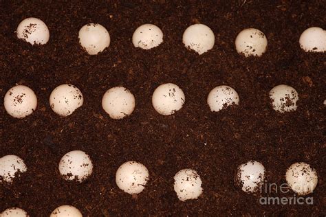 Snapping Turtle Eggs Photograph By Ted Kinsman Fine Art America