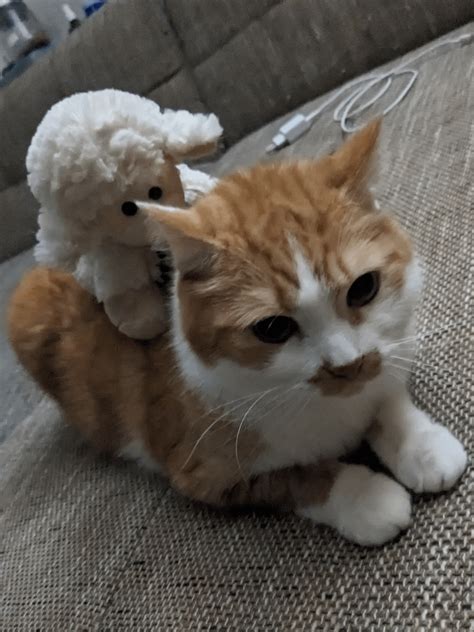 Have You Ever Seen A Sheep Riding A Cat Rstuffoncats