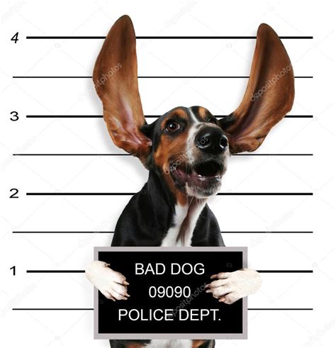 Bad Dog Stock Photo By ©graphicphoto 53626125