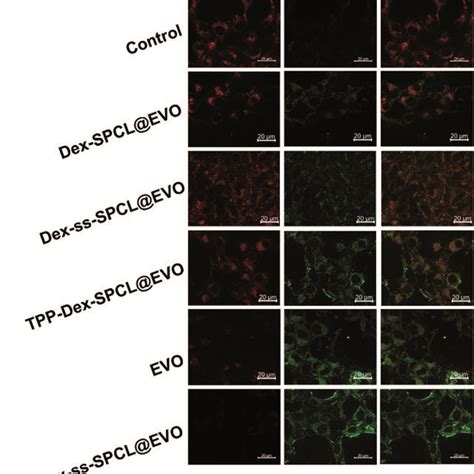 Mitochondrial Membrane Potentials Δψm Measured By Jc 1 Staining Of