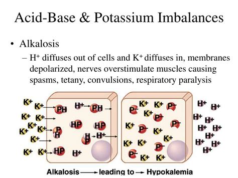 Ppt Chapter 24 Water Electrolyte And Acid Base Balance Powerpoint Presentation Id 971520