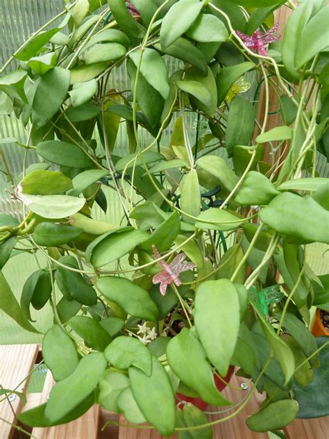 Hoya cagayanensis | Vermont Hoyas