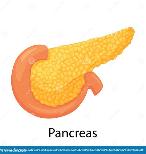 Pancreas Human Internal Organ Anatomy Vector Illustration On A White