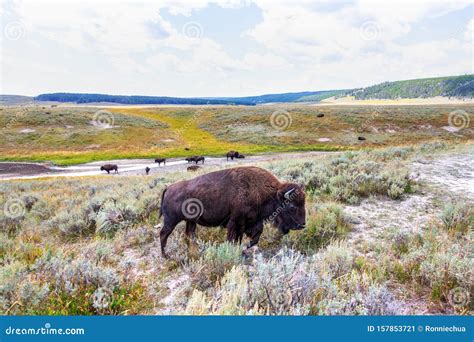 Herd Of Bison Grazing At Yellowstone Royalty-Free Stock Photo | CartoonDealer.com #165683193