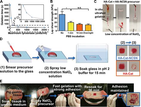 Bioadhesive Hydrogels Demonstrating PH Independent And Ultrafast