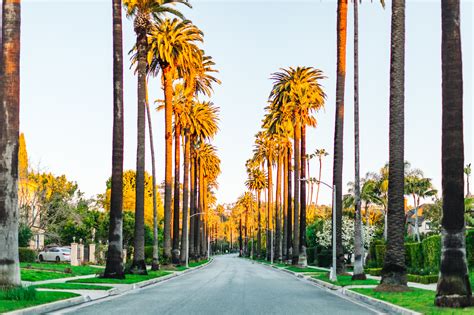 Where To Find The Famous Palm Tree Lined Street In Beverly Hills Travel Pockets