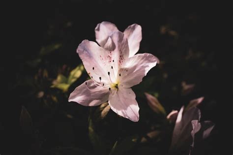 Una Flor Rosa Y Blanca Con Un Fondo Negro Foto Premium