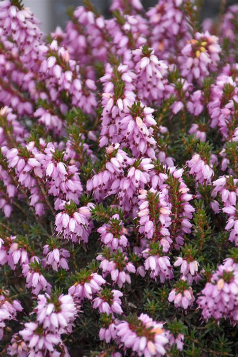Mediterranean Pink Heath Erica X Darleyensis Mediterranean Pink In