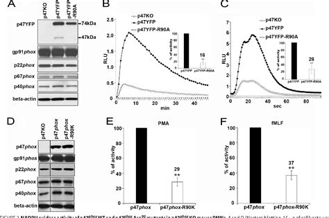 P47phox Phox Homology Domain Regulates Plasma Membrane But Not