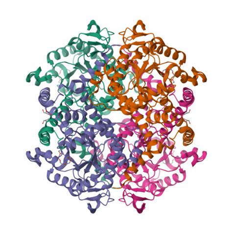 Rcsb Pdb Lrp Crystal Structure Of Isocitrate Lyase Caur From