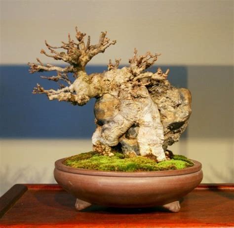 55 Best Ancient Bonsai Trees Images On Pinterest Bonsai Bonsai Trees And Bonsai Garden