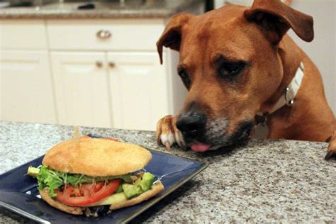 Dog Gone Problems: Help! My dog keeps stealing food from my table - Omaha.com: David Codr