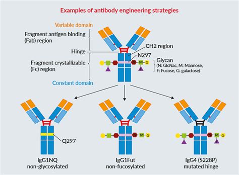 Development Of Therapeutic Antibodies For The Treatment Of, 49% OFF