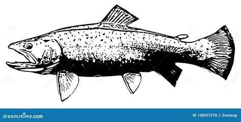 Brook Trout Illustration Cartoon Vector 134053339