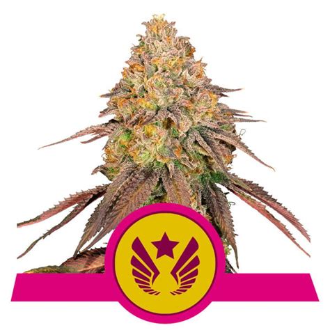 Buy Legendary Og Punch Feminized Seeds By Royal Queen Seeds In America