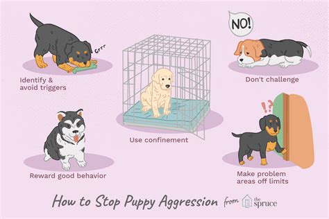 What Are Signs Of Aggression In Dogs