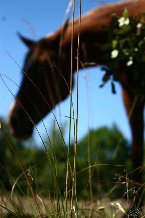 Mon Cheval Imaginaire Mon Cheval Imaginaire Est Un Cheva Flickr