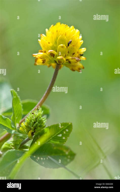 Klee Trifolium Fotos Und Bildmaterial In Hoher Aufl Sung Alamy