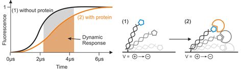 What Is The Dynamic Response And How Is It Defined Dynamic Biosensors