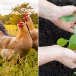 Pourquoi Faut Il Utiliser Les Fientes De Poules Comme Fumier Dans Le