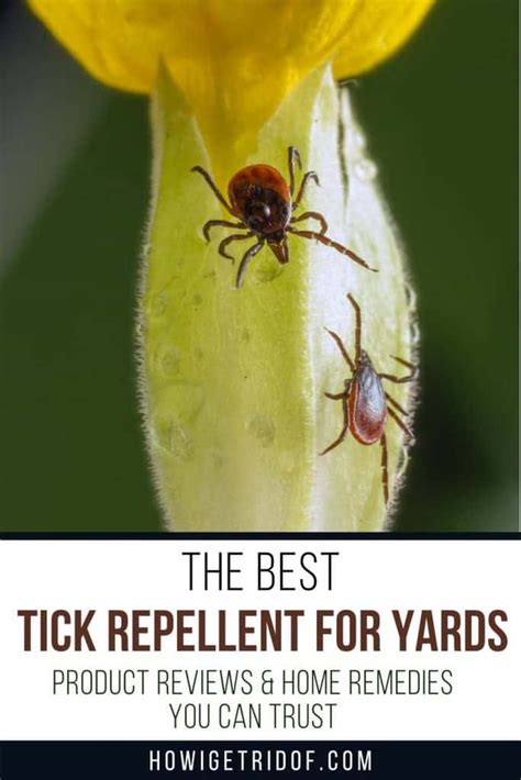 The Best Tick Repellent For Yard - How I Get Rid Of