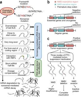 The Rules And Impact Of Nonsense Mediated Mrna Decay In Human Cancers