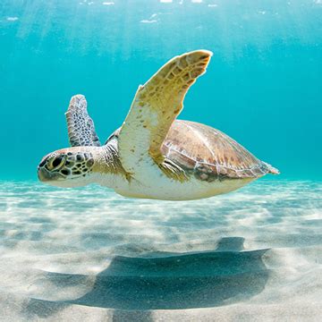 shark lagoon species zoos  organizations photo album  ripleys